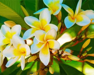 White Yellow Plumeria diamond painting