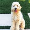 White Labradoodle diamond painting