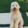 White Labradoodle diamond painting