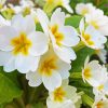 White Primrose Flowers diamond painting