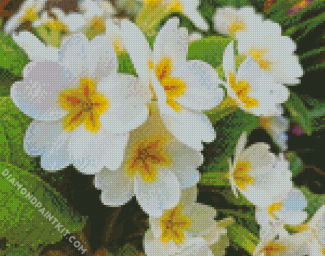 White Primrose Flowers diamond painting