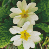 White Primrose diamond painting