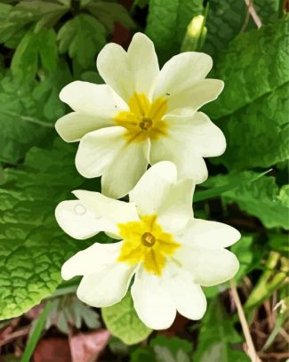 White Primrose diamond painting