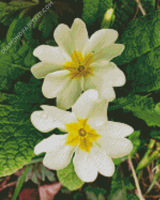 White Primrose diamond painting