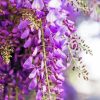 Wisteria Flowers diamond painting