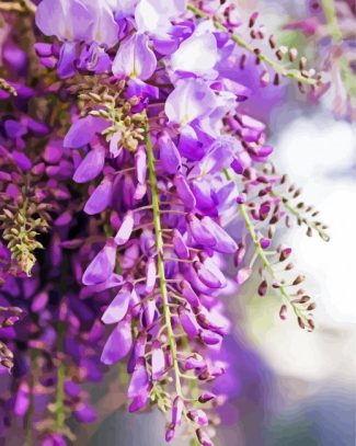 Wisteria Flowers diamond painting