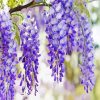 Wisteria Flower Plant diamond painting