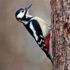 Woodpecker Bird diamond painting