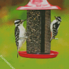 Woodpeckers Birds diamond painting