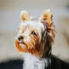 Yorkie Dog diamond painting