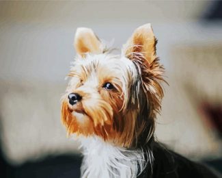 Yorkie Dog diamond painting