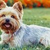 Yorkies Dog diamond painting