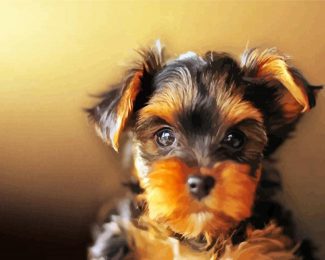 Yorkshire Terrier Dog diamond painting