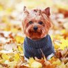 Yorkshire Terrier Wearing Clothes diamond painting