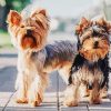 Yorkshire Terrier Puppies diamond painting