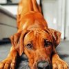 Adorable Ridgeback diamond painting