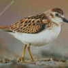 Aesthetic Sandpiper diamond painting