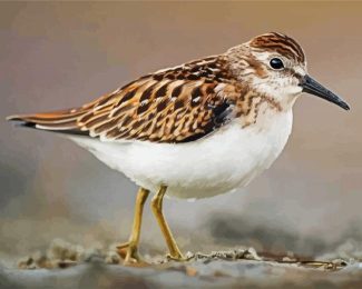 Aesthetic Sandpiper diamond painting