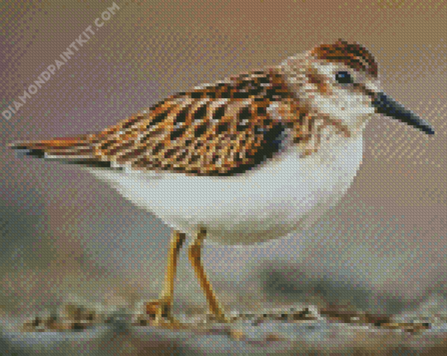 Aesthetic Sandpiper diamond painting