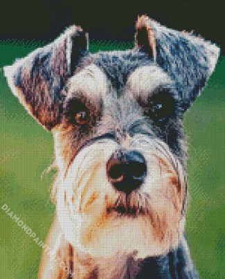 aesthetic Schnauzer diamond painting