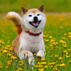 Aesthetic Shiba Inu Puppy diamond painting