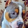 Aesthetic Staffordshire Bull Terrier diamond painting