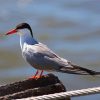 Aesthetic Sternidae Tern Bird diamond painting