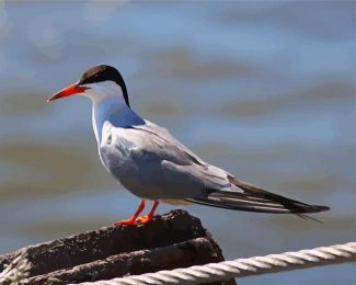 Aesthetic Sternidae Tern Bird diamond painting