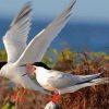 Aesthetic Sternidae Tern Birds diamond painting