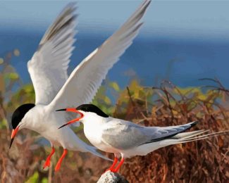 Aesthetic Sternidae Tern Birds diamond painting