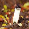 Aesthetic Stoat Animals diamond painting