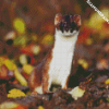 Aesthetic Stoat Animals diamond painting