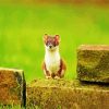 Aesthetic Stoat Animal diamond painting