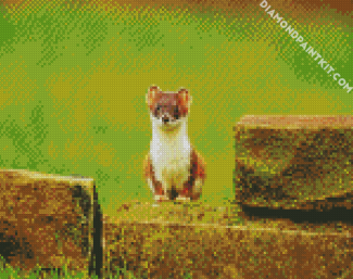 Aesthetic Stoat Animal diamond painting