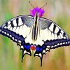 Aesthetic Swallowtail Butterfly diamond painting