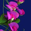 Aesthetic Sweet Pea Flower diamond painting