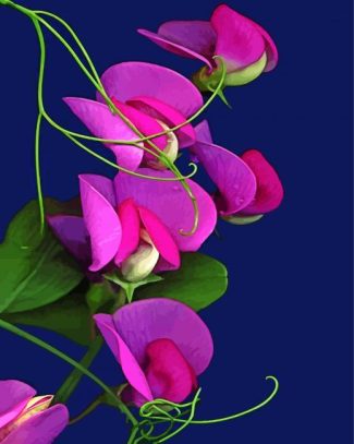 Aesthetic Sweet Pea Flower diamond painting