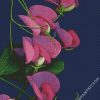 Aesthetic Sweet Pea Flower diamond painting