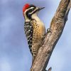 Aesthetic Woodpecker Bird diamond painting