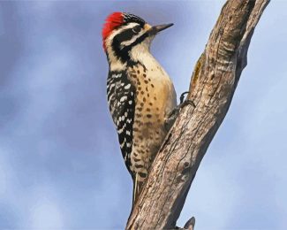 Aesthetic Woodpecker Bird diamond painting