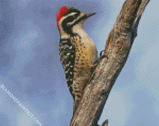 Aesthetic Woodpecker Bird diamond painting