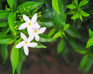 Aesthetic Jasmine Flowers diamond painting