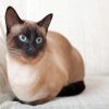 Aesthetic Siamese Cat diamond painting