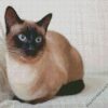 Aesthetic Siamese Cat diamond painting