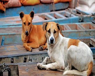 Aesthetic Street Dog Animal diamond painting