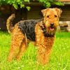 Airedale Terrier diamond painting