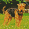 Airedale Terrier diamond painting