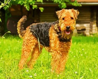 Airedale Terrier diamond painting