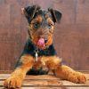 Airedale Terrier Dog diamond painting