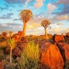 Aloe Dichotoma Trees Namibia diamond painting